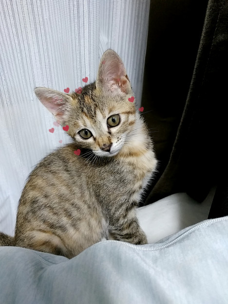 コメント605の画像