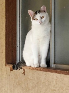 コメント617の画像