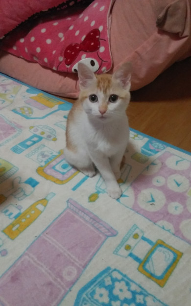 コメント618の画像