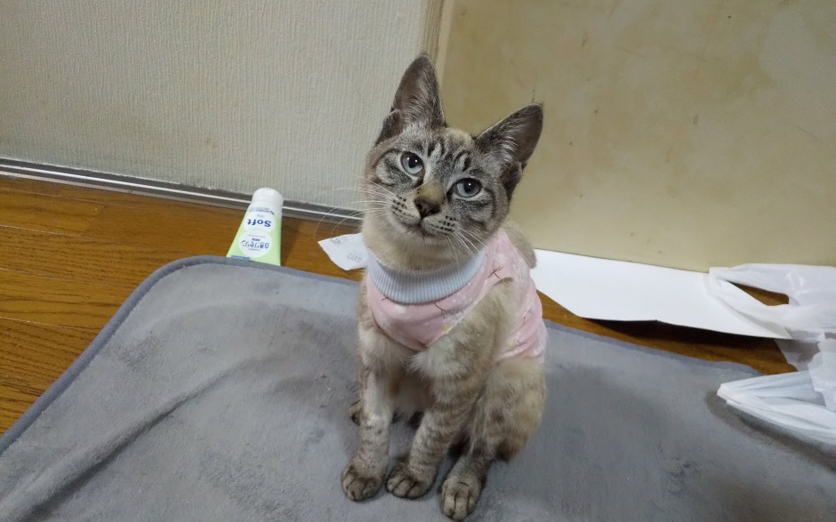 コメント628の画像