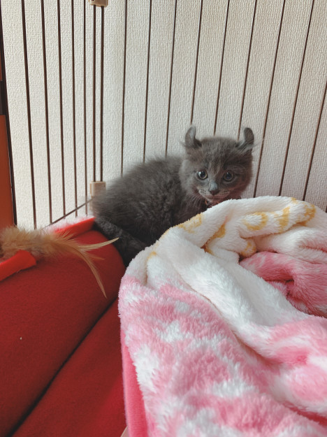 コメント633の画像