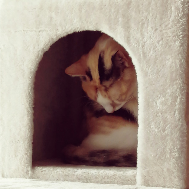 コメント638の画像