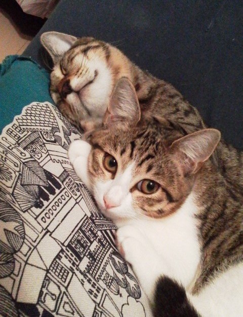 コメント37の画像