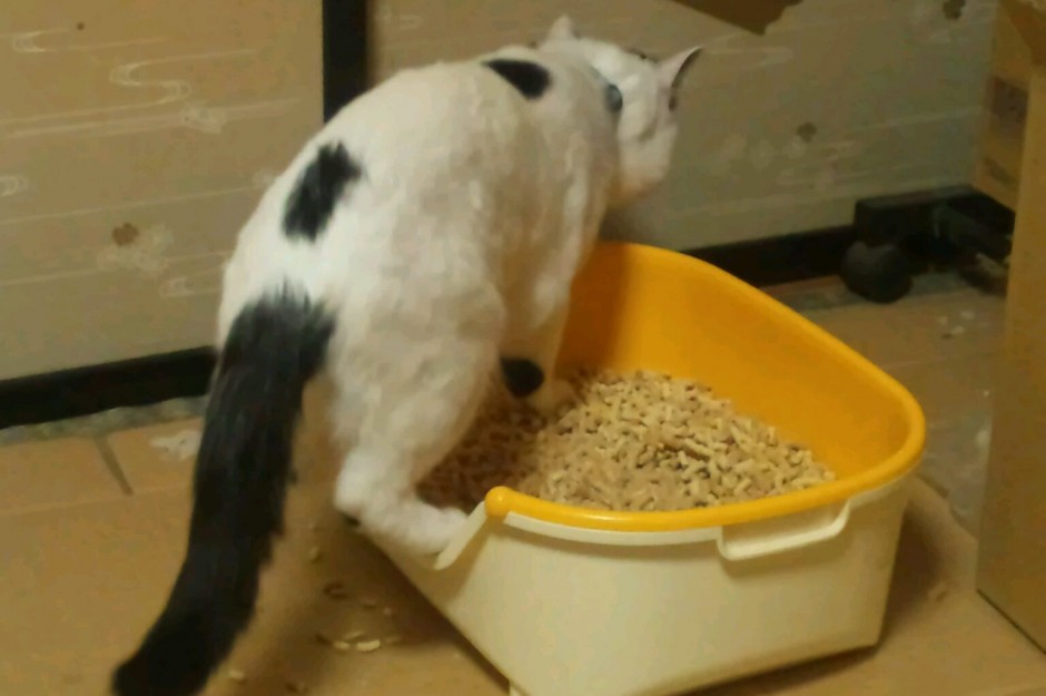 コメント136の画像