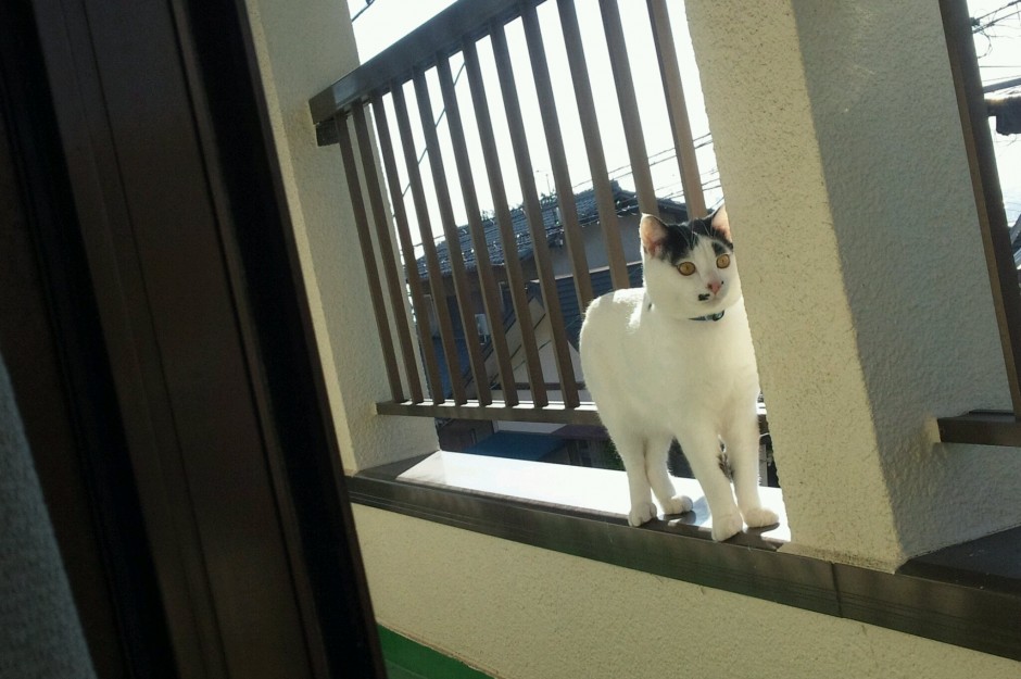 コメント196の画像