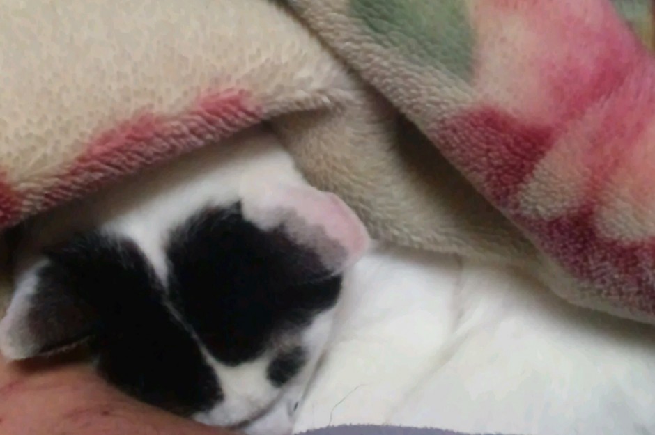 コメント315の画像