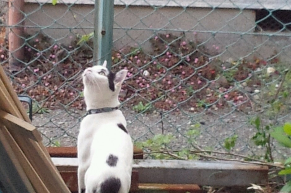 コメント323の画像