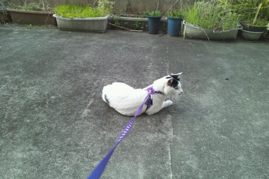 コメント329の画像