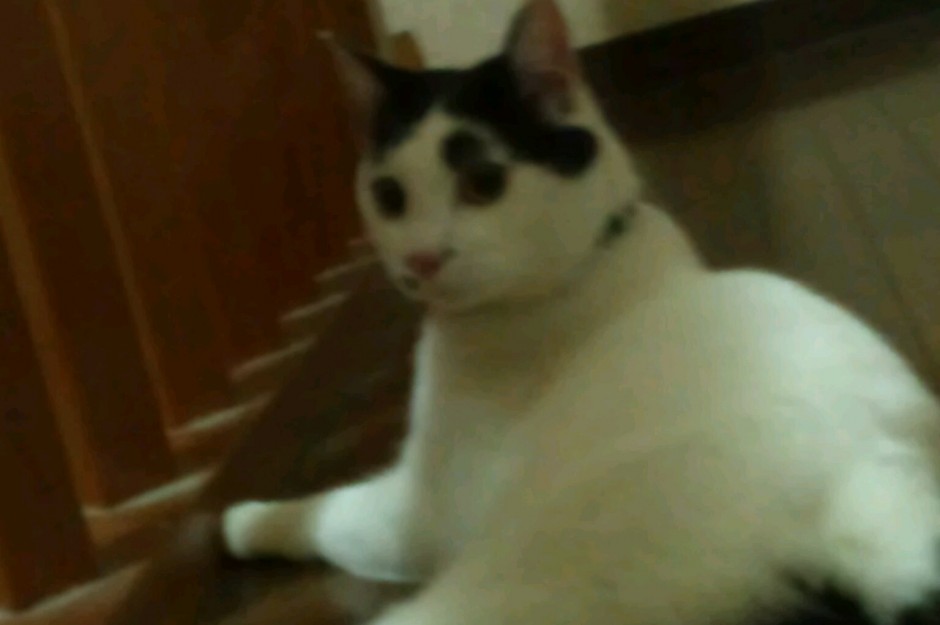 コメント339の画像