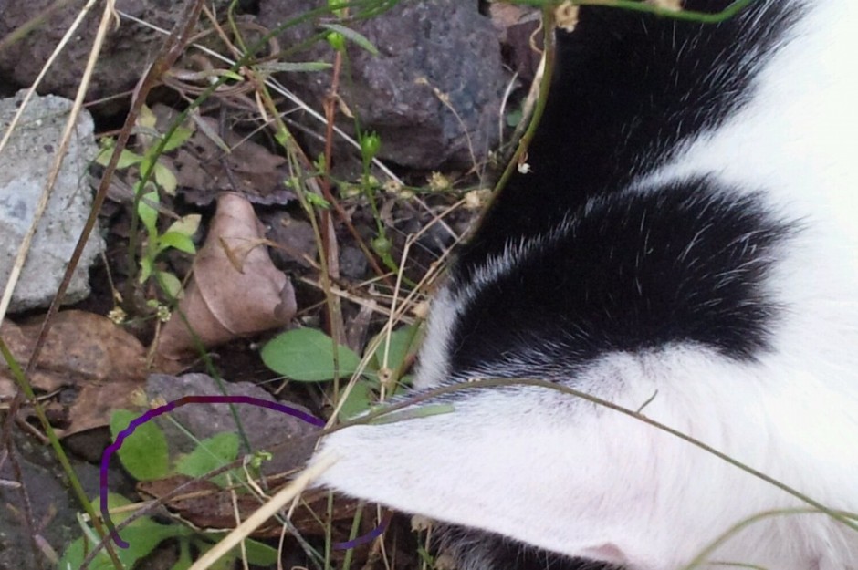 コメント340の画像