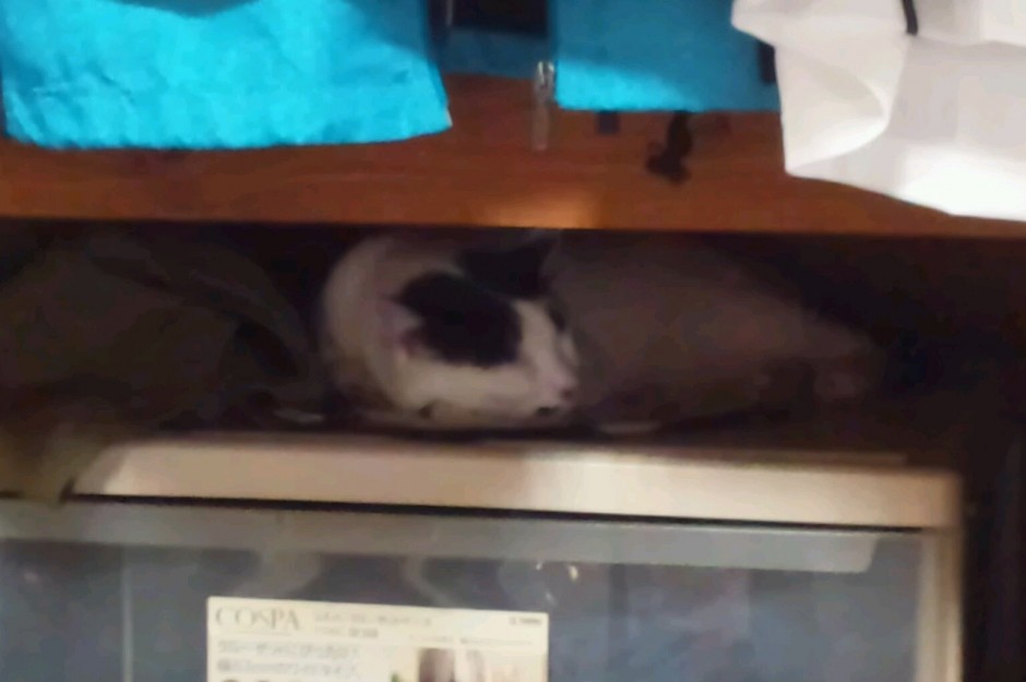 コメント358の画像