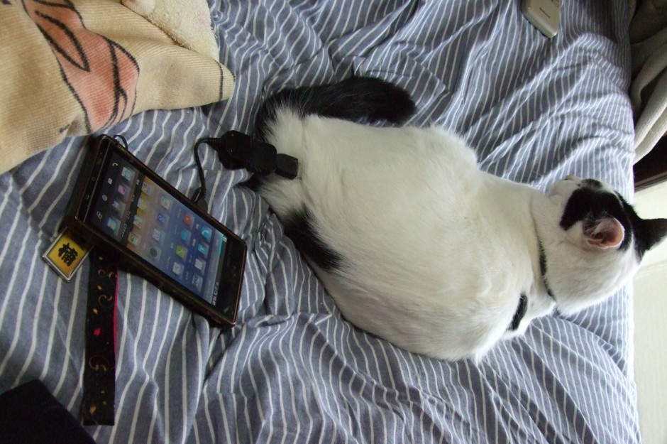 コメント361の画像