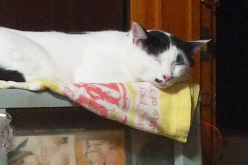 コメント364の画像