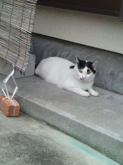 コメント372の画像