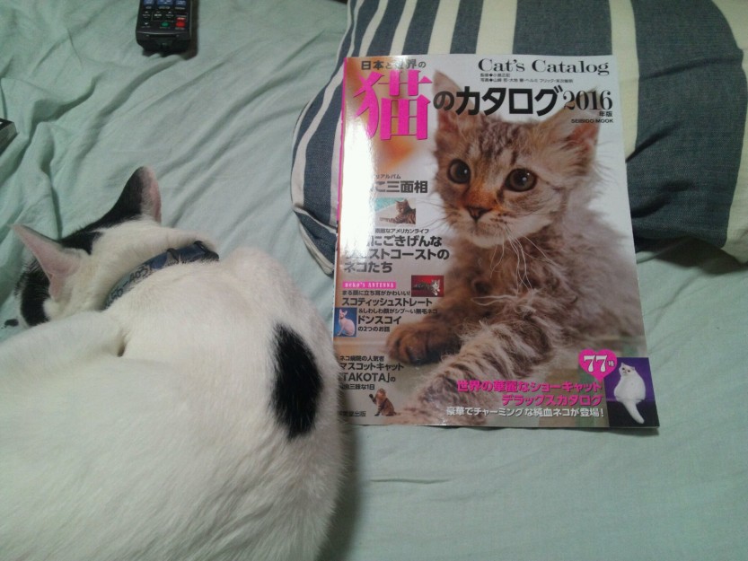 コメント381の画像