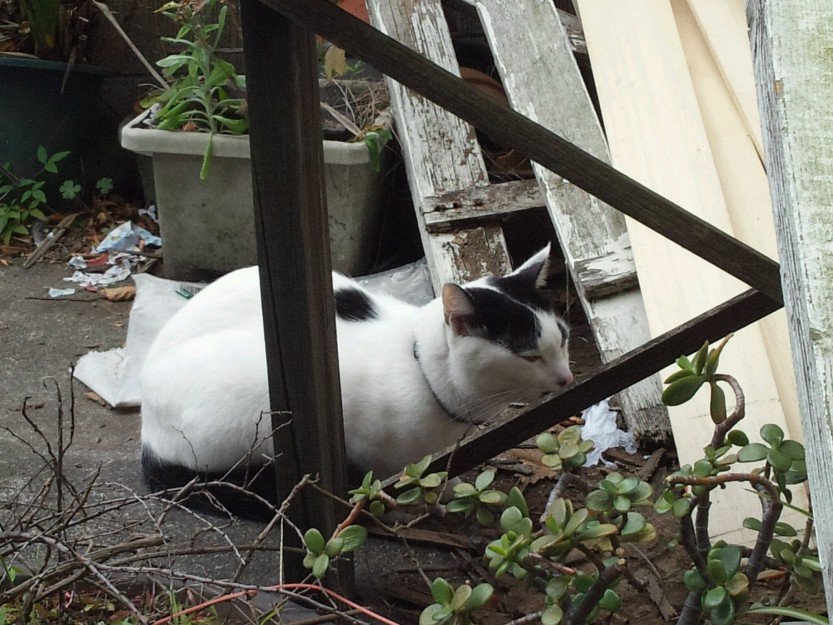 コメント391の画像