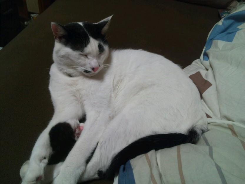 コメント395の画像