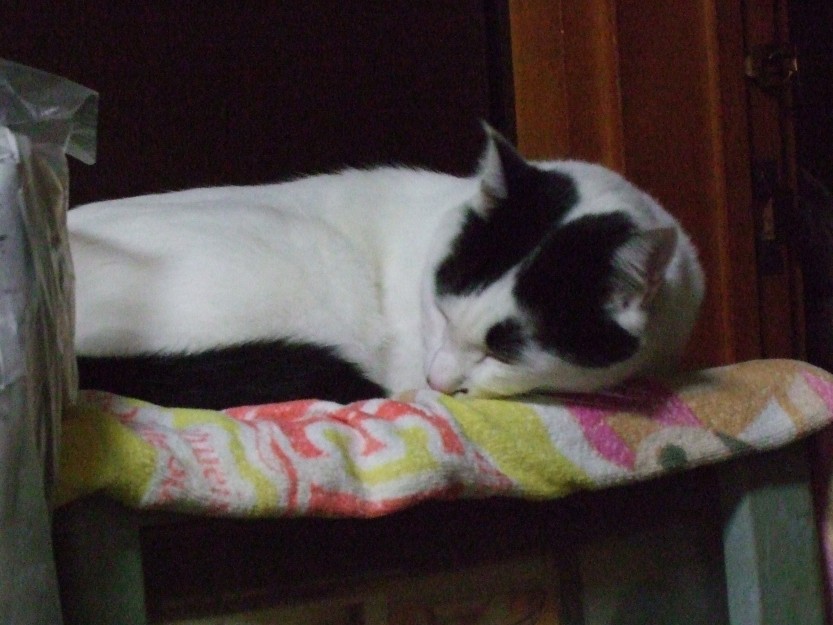 コメント410の画像