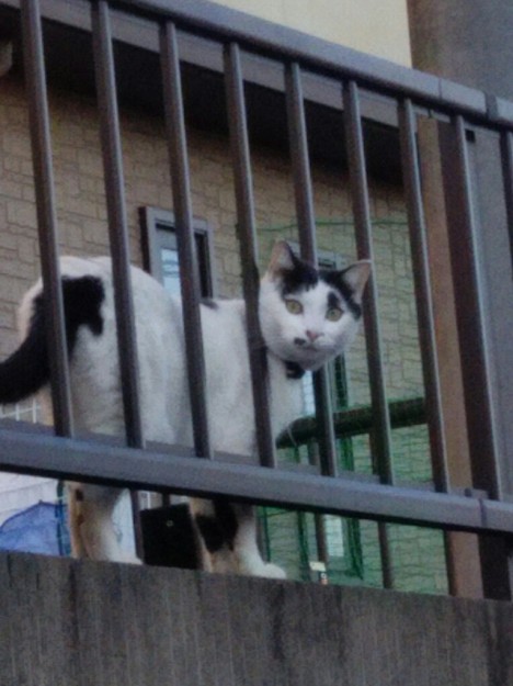 コメント454の画像