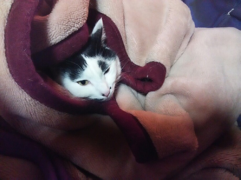 コメント462の画像