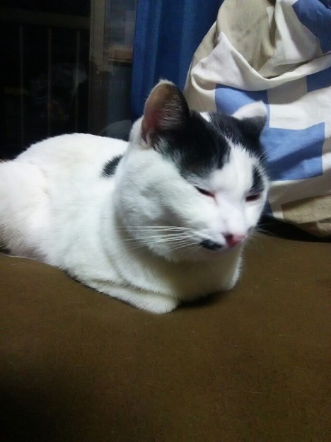 コメント473の画像