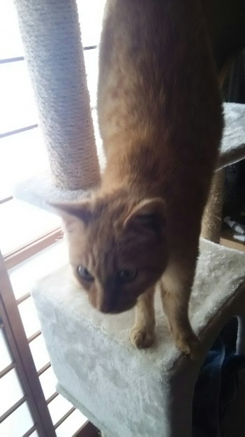 コメント480の画像