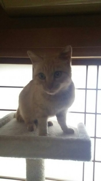 コメント484の画像