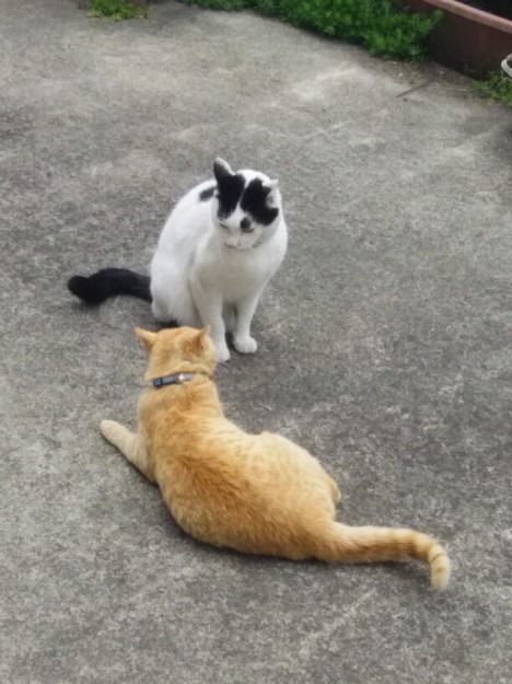 コメント486の画像