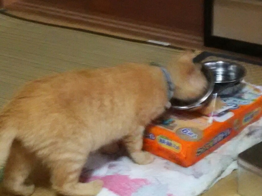 コメント488の画像