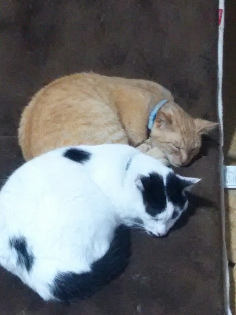 コメント491の画像