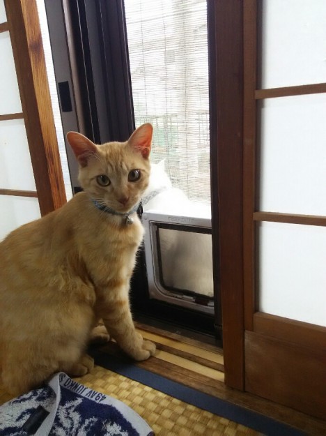 コメント496の画像