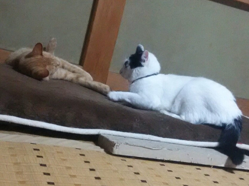 コメント503の画像