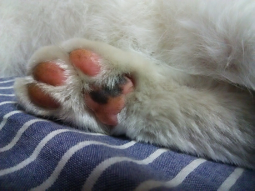 コメント507の画像