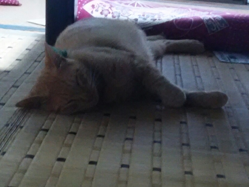 コメント510の画像