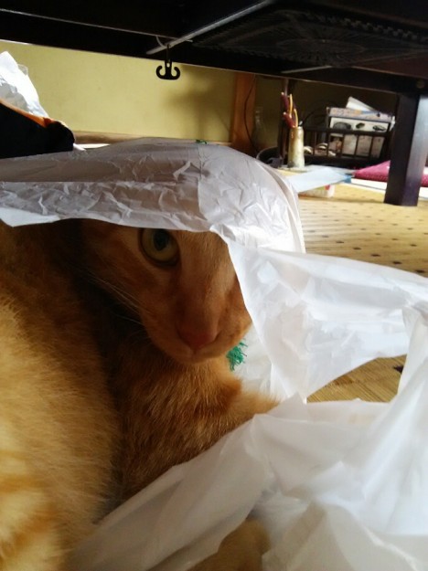 コメント521の画像