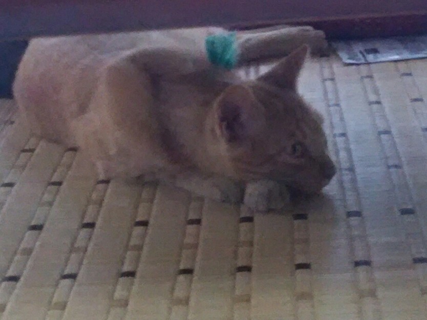 コメント523の画像