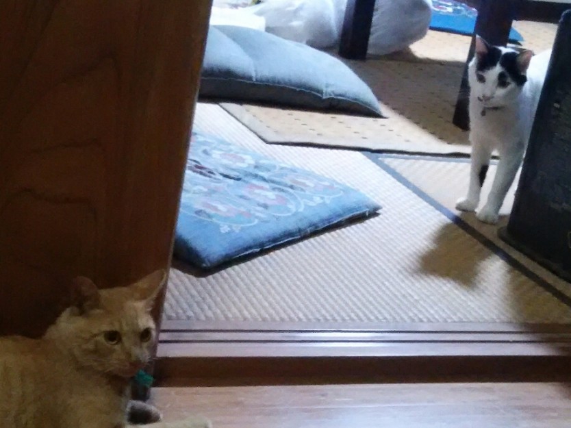 コメント525の画像