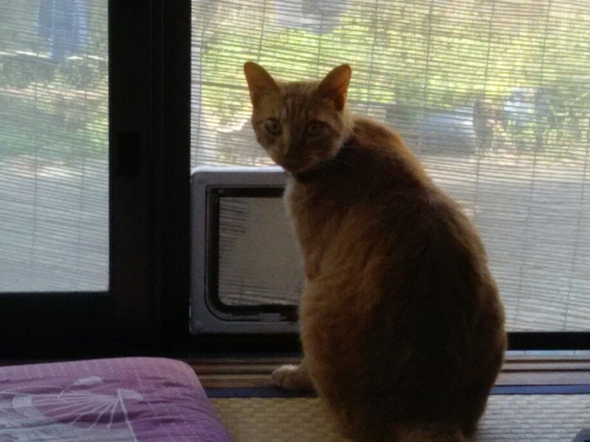 コメント527の画像