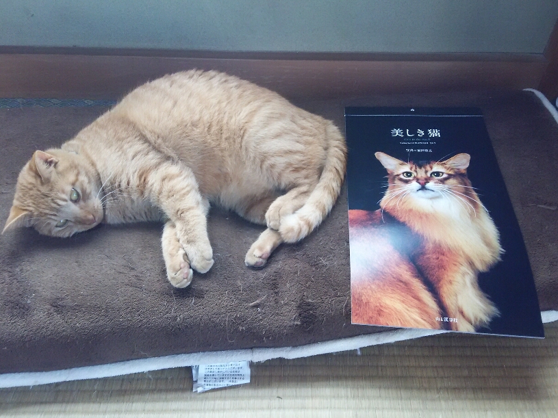 コメント530の画像