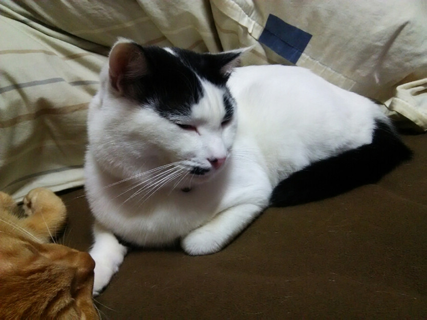 コメント532の画像