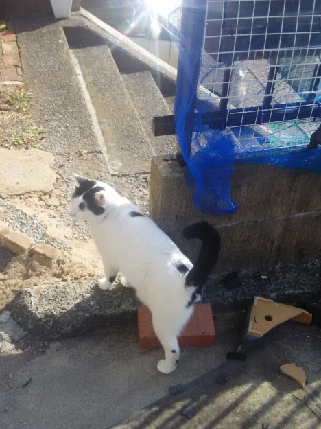 コメント535の画像