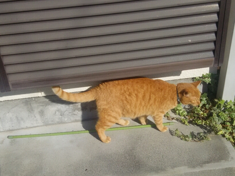 コメント536の画像