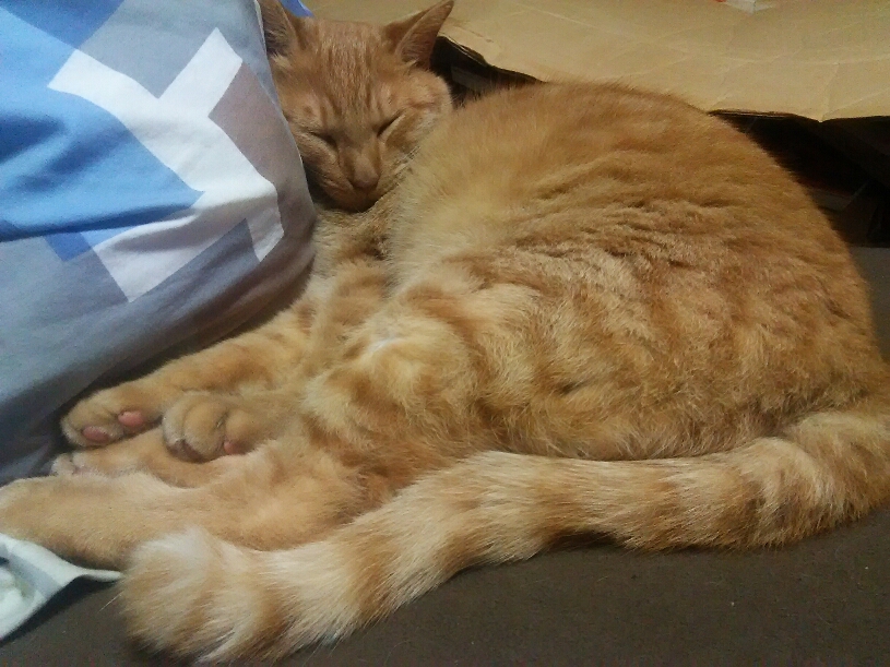 コメント542の画像