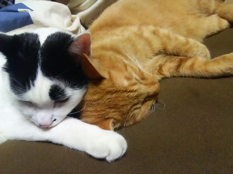 コメント545の画像