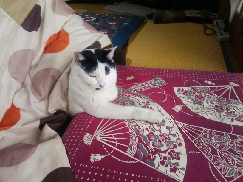 コメント547の画像