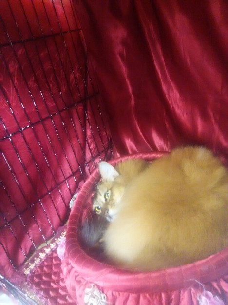 コメント550の画像