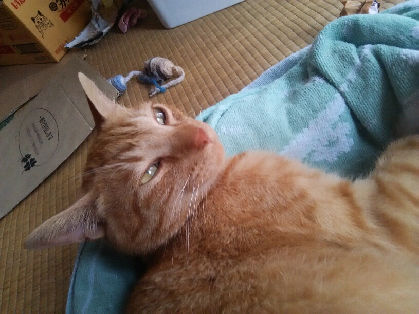 コメント557の画像