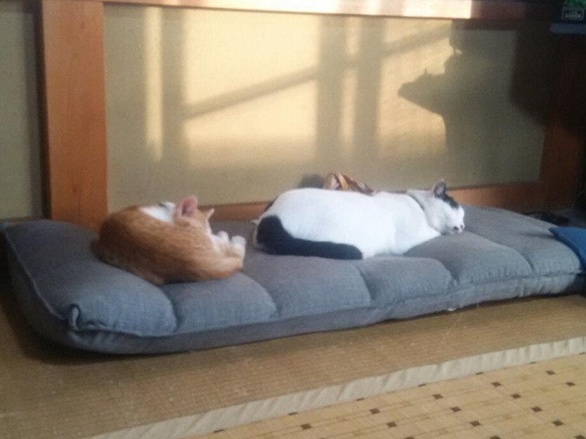 コメント559の画像