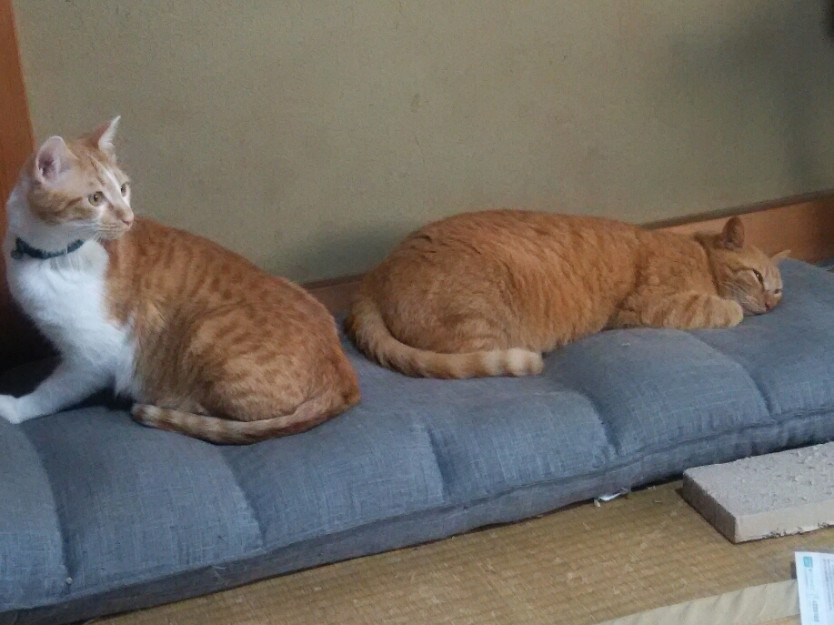 コメント569の画像