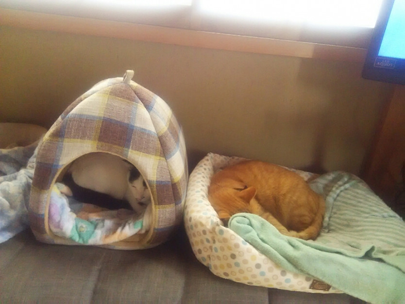 コメント585の画像